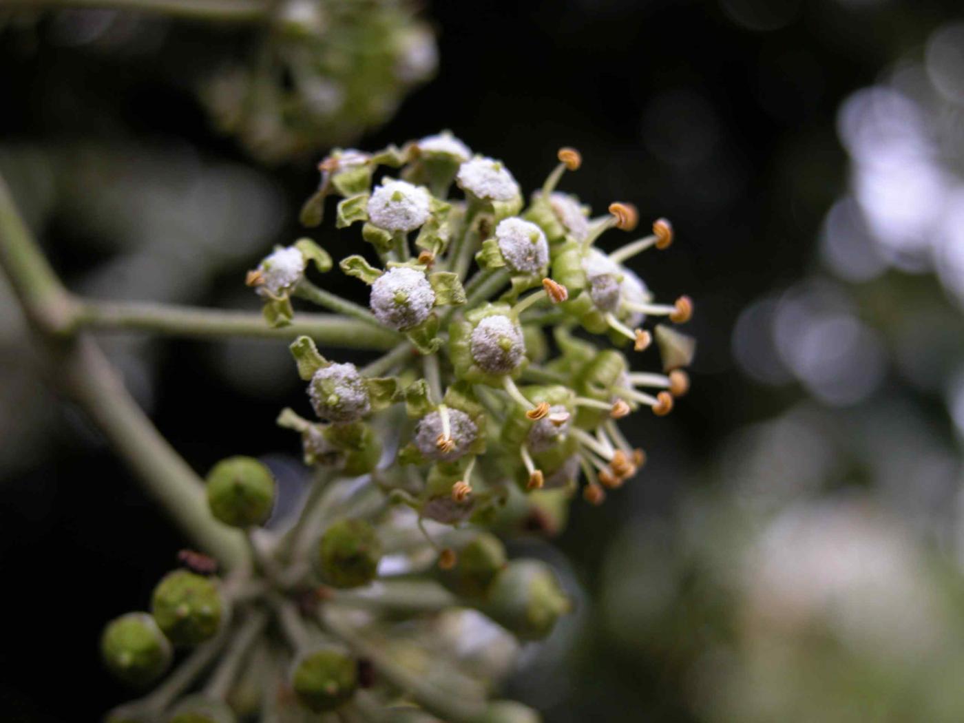 Ivy fruit